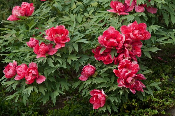 Top idées pour concevoir votre villa de rêve en guadeloupe