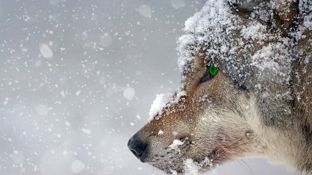 Comment réussir le dessin de loup ?