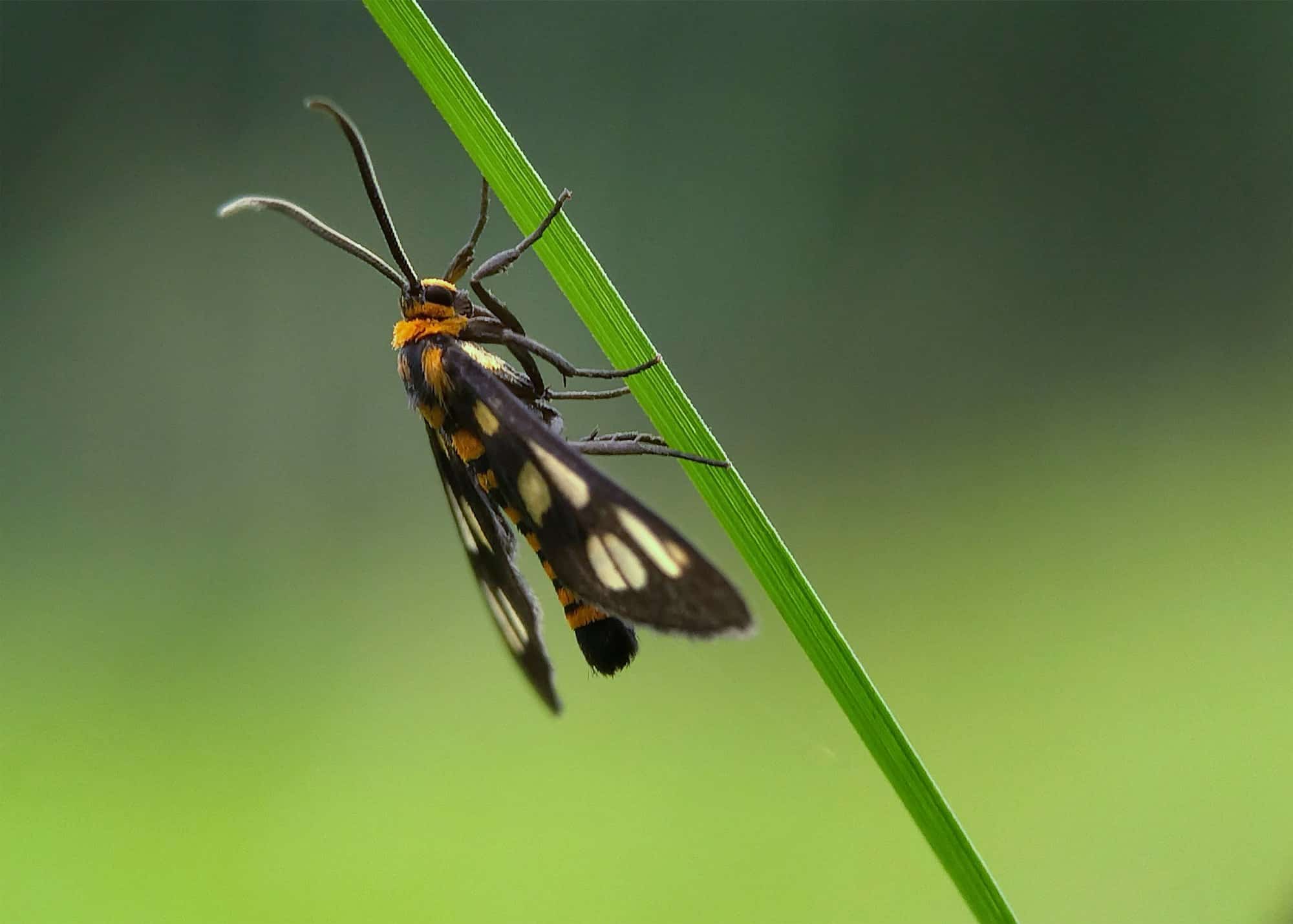 Les nématodes pour papillon palmier et charançon rouge : conseils d’utilisation